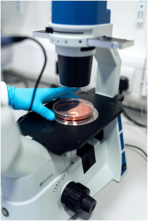 Scientist using a microscope to examine petri dish