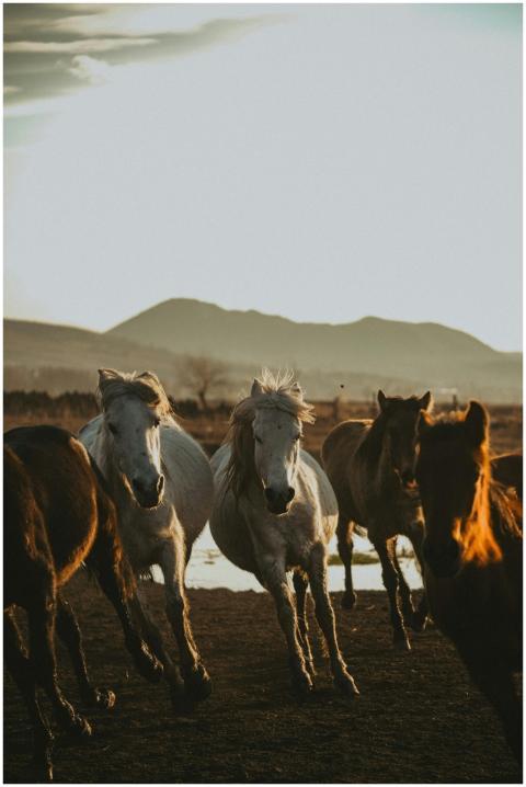 Majestic wild horses gallop freely across a sunset