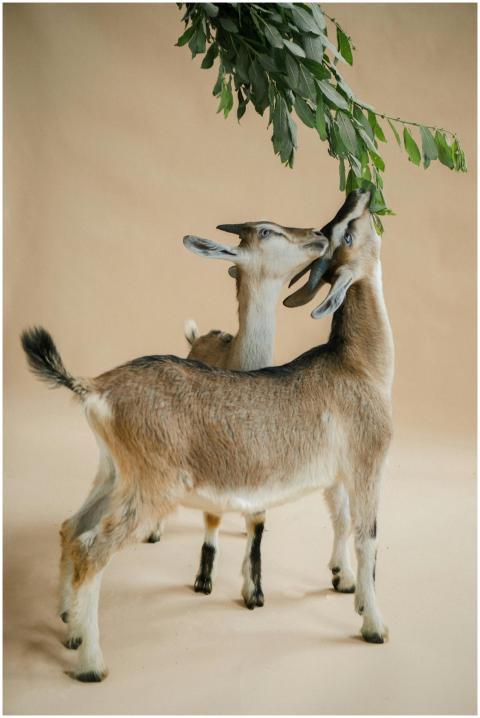 Two young goats reaching for leaves in a studio se