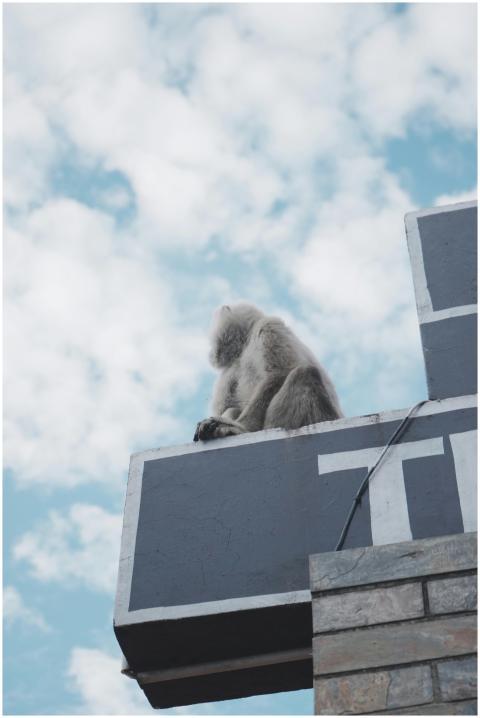 Langur Monkey Sitting Urban