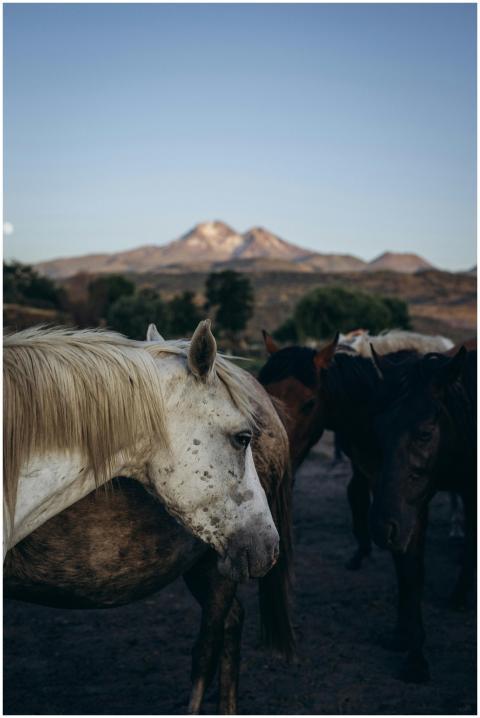 A serene scene of horses grazing against the backd
