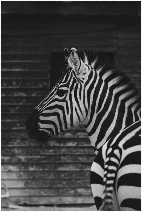 Monochromatic side view of a zebra against a rusti