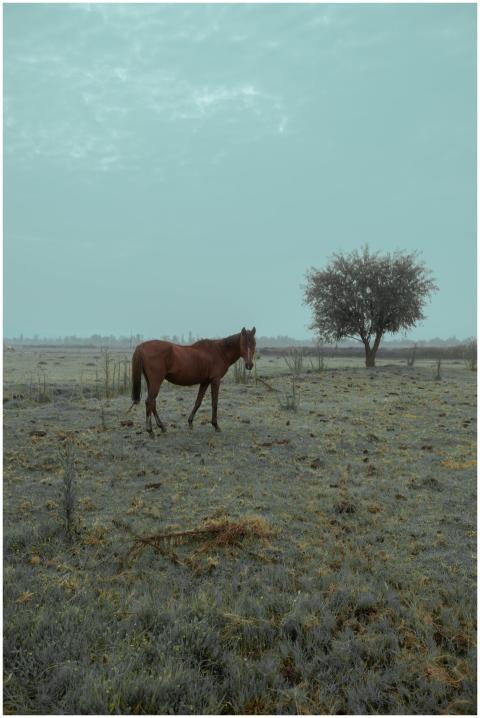 A lone horse stands in a misty meadow in rural Ciu