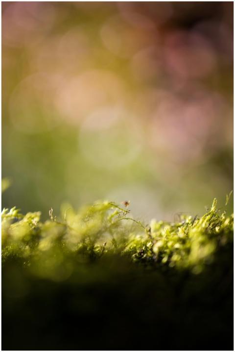 Beautiful close-up shot of green moss with a delic