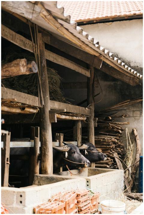Water buffalos in a rustic barn in Lạng Sơn, Vietn