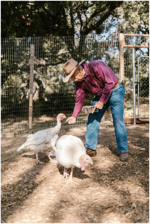 An elderly farmer in a cowboy hat feeds white turk