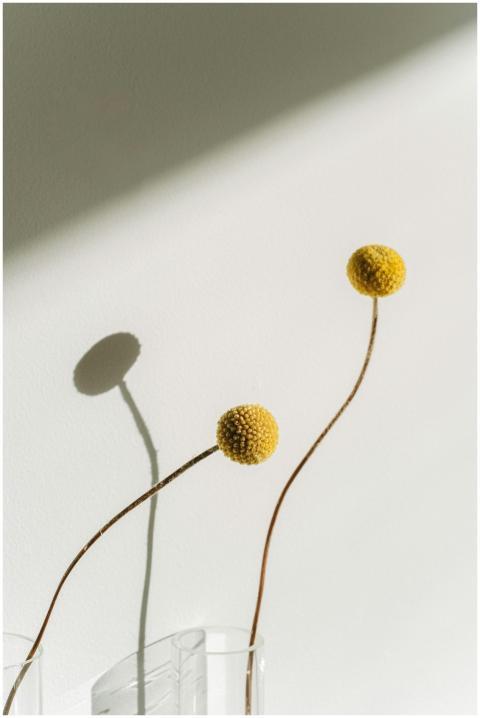 Elegant minimalist arrangement of craspedia flower