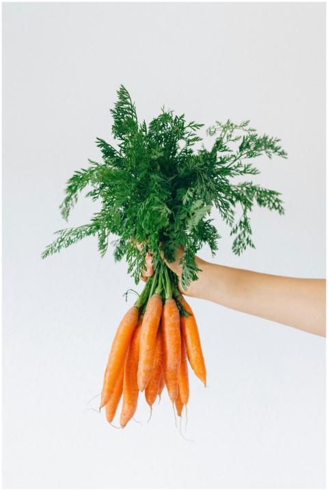 Hand holding a vibrant bunch of fresh carrots with