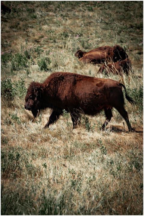 A captivating image of American bison roaming acro