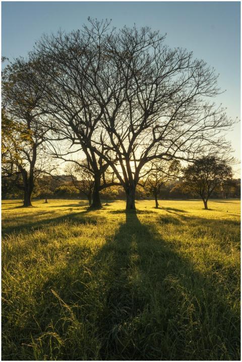 Captivating sunset illuminating a lone tree in a l