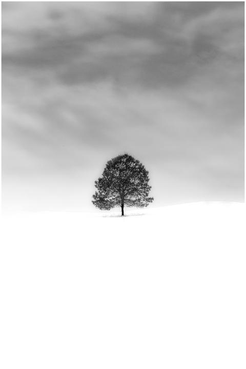 Serene black and white image of a solitary tree on