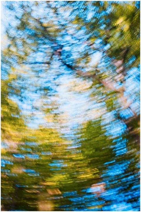 A dizzying abstract view of a forest canopy with s
