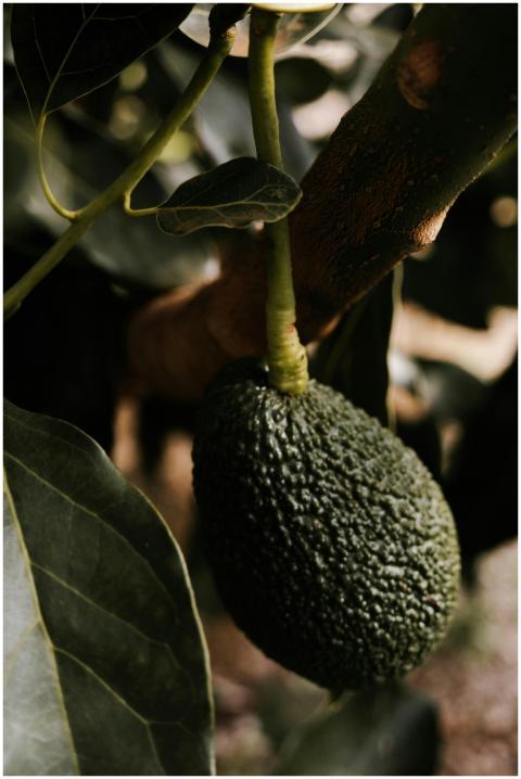 Captivating close-up of a ripe avocado hanging fro