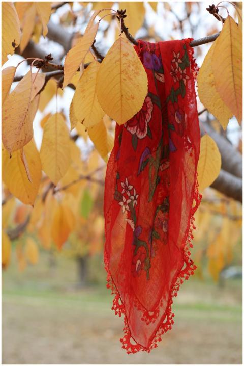 Free stock photo of anatolia, anatolian, autumn ae