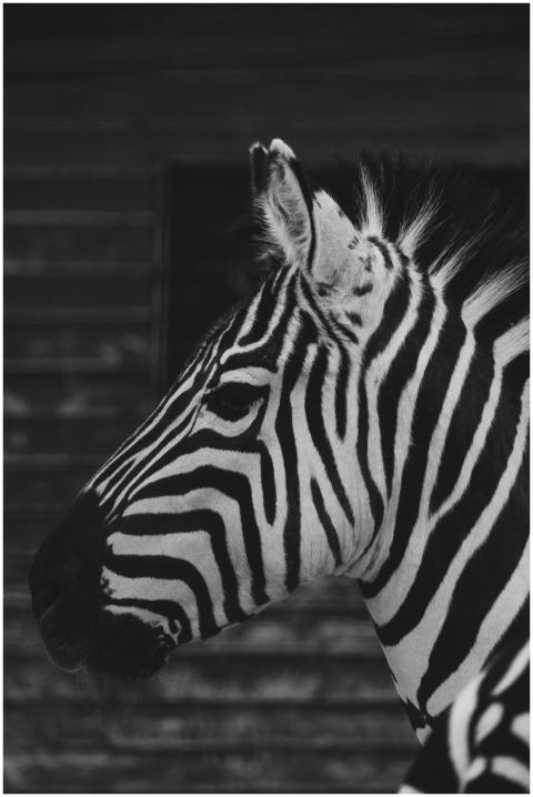 Black and white close-up portrait of a zebra in pr