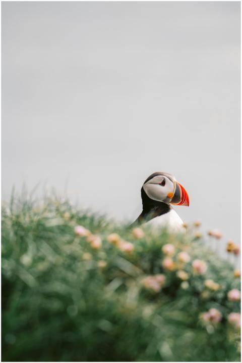 A solitary Atlantic puffin perched on a grassy cli