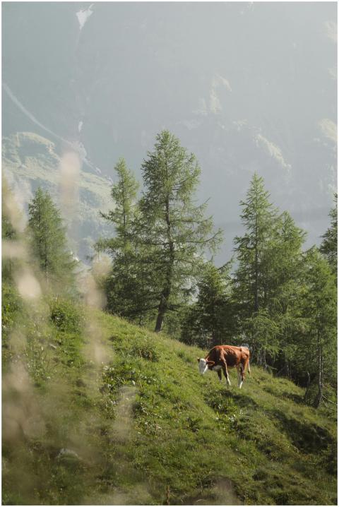 A cow grazes on a vibrant green hillside surrounde