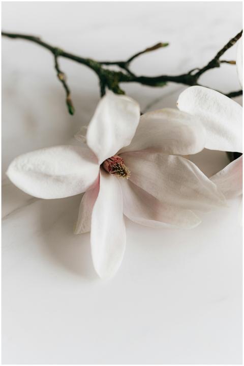 A close-up of a delicate white magnolia flower wit