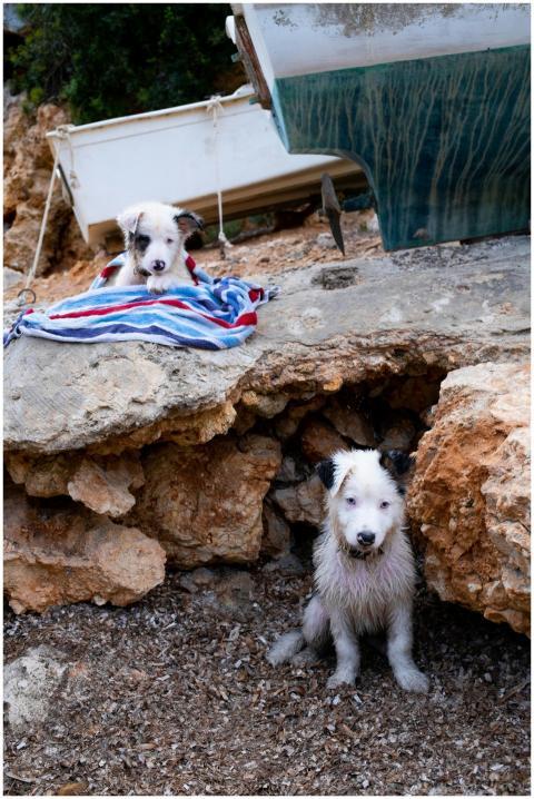 Two playful puppies enjoying the rocky shore by a