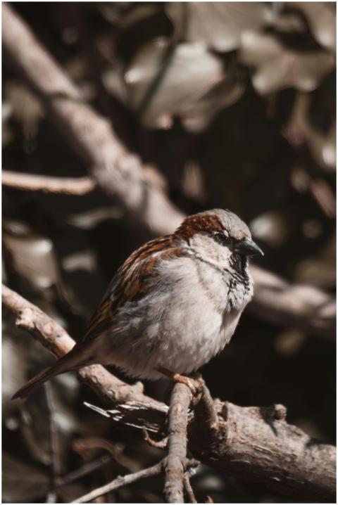 A sparrow with detailed feathers perches on a bran