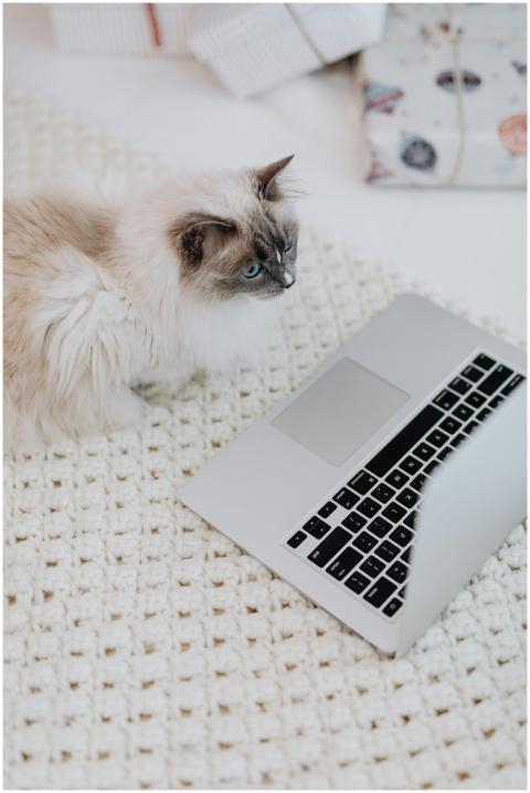 A fluffy cat curiously observes a laptop placed on