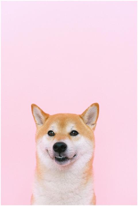 Cute Shiba Inu smiling against a pastel pink backd