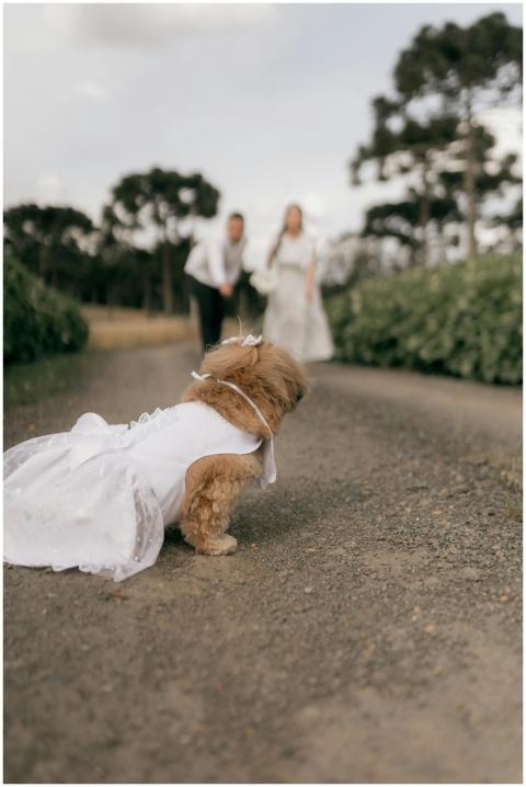 Adorable dog in a white dress on a path with blurr