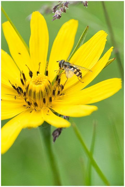 Macro shot of a hoverfly on a vibrant yellow flowe