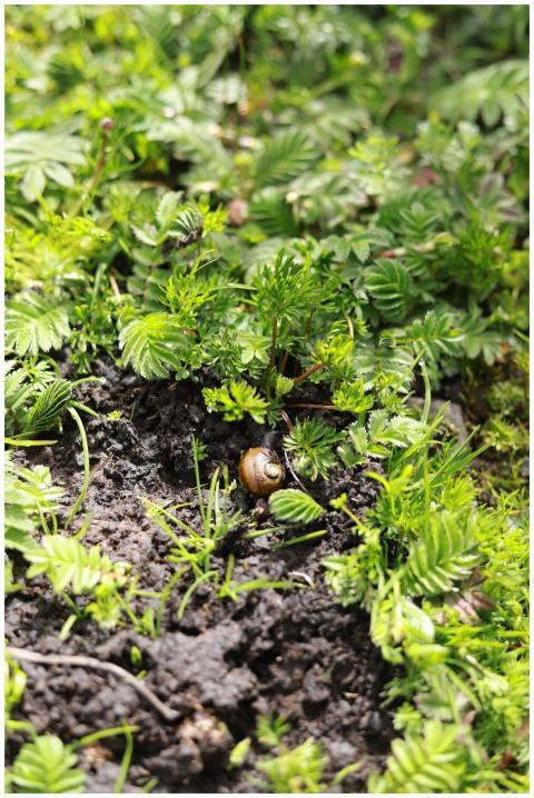 Free stock photo of altiplano, altitude plants, bi