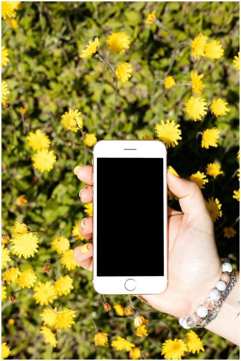 A hand holds a smartphone amidst blooming yellow f