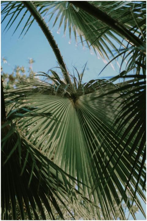 A vibrant close-up of green palm leaves under a cl