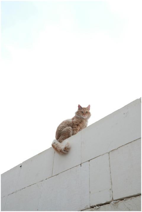 A ginger cat perched on a white wall with a clear