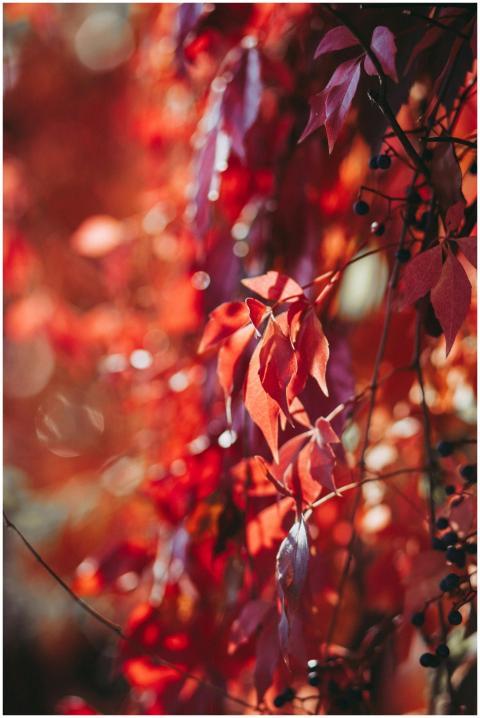 Close-up of red and purple autumn leaves glowing i