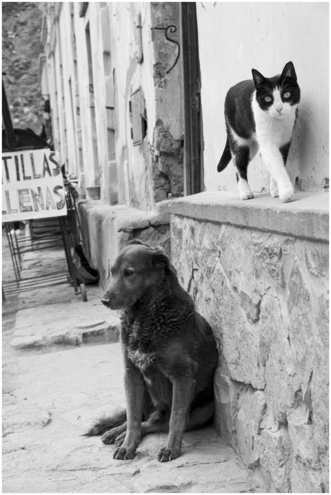 Monochrome scene featuring a cat and dog in an urb
