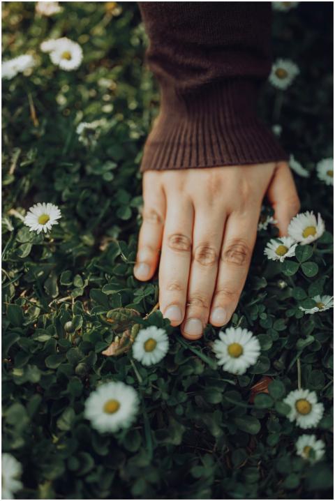 A gentle touch of human hand on a field of daisies