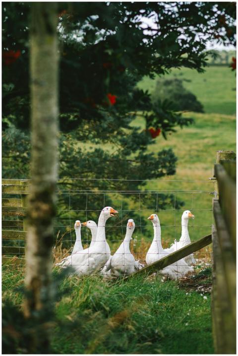 A tranquil scene of geese in the green countryside
