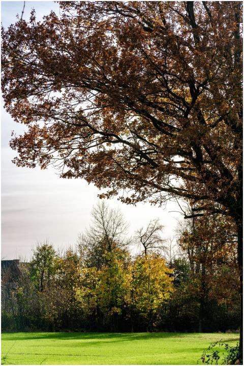 Beautiful autumn trees in a tranquil park setting