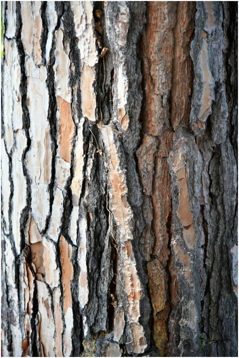Close-up view of textured tree bark in Garda, Ital