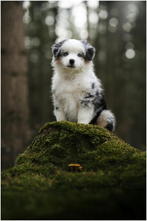 Adorable Puppy Mossy Forest