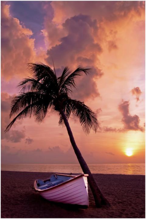 A tranquil beach scene with a palm tree and boat a
