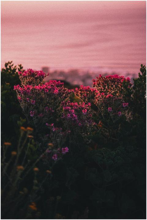 Vibrant Pink Flowers Sunset