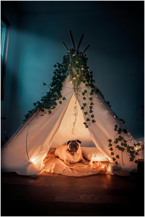 A pug comfortably lying inside an illuminated, ivy