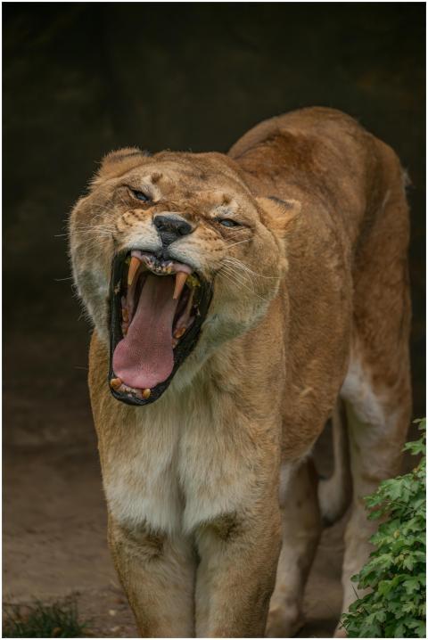 Close-up of a yawning lioness showing her powerful