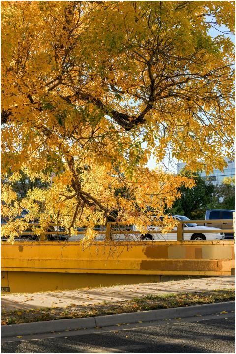 Vibrant golden leaves in autumn sunlight over a ci