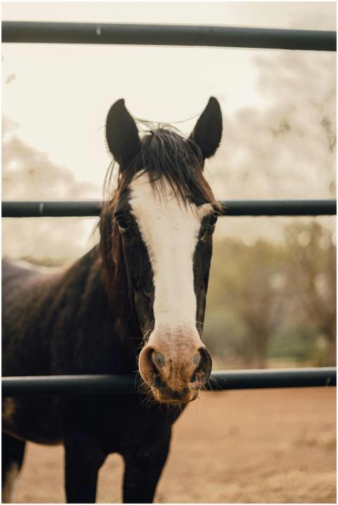Close-up of a brown horse looking through a rural