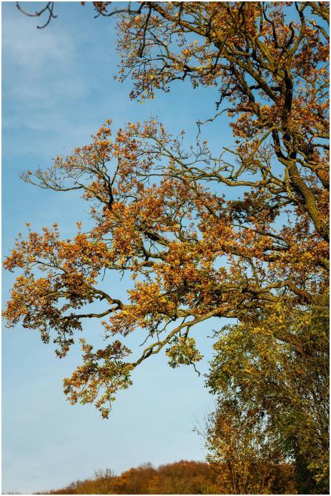 Vibrant autumn tree branches with golden leaves se