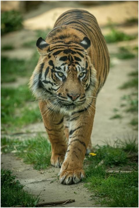 A powerful Bengal tiger strolls confidently on a f