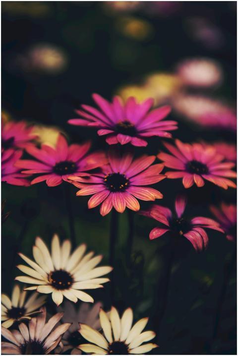 Close-up of colorful flowers with rich details, pe