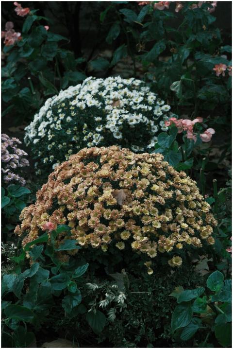Blooming Chrysanthemums Lush Garden