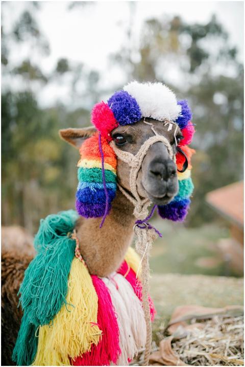A vibrant llama dressed in traditional colorful at